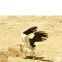 گونه کرکس مصری Egyptian Vulture